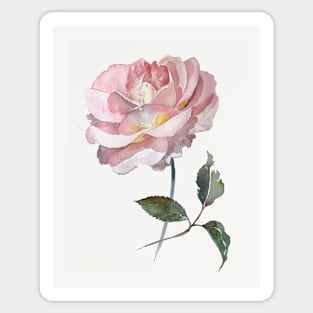 Pink delicate rose hand painted watercolour by Leanne Sticker